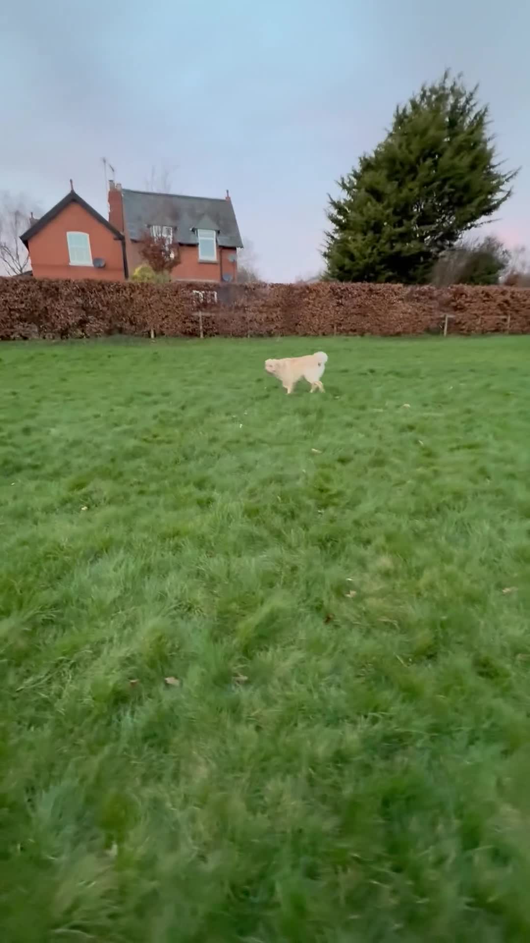 Golden Retriever dogs for sale: Stunning golden girl for sale.  - Video 3