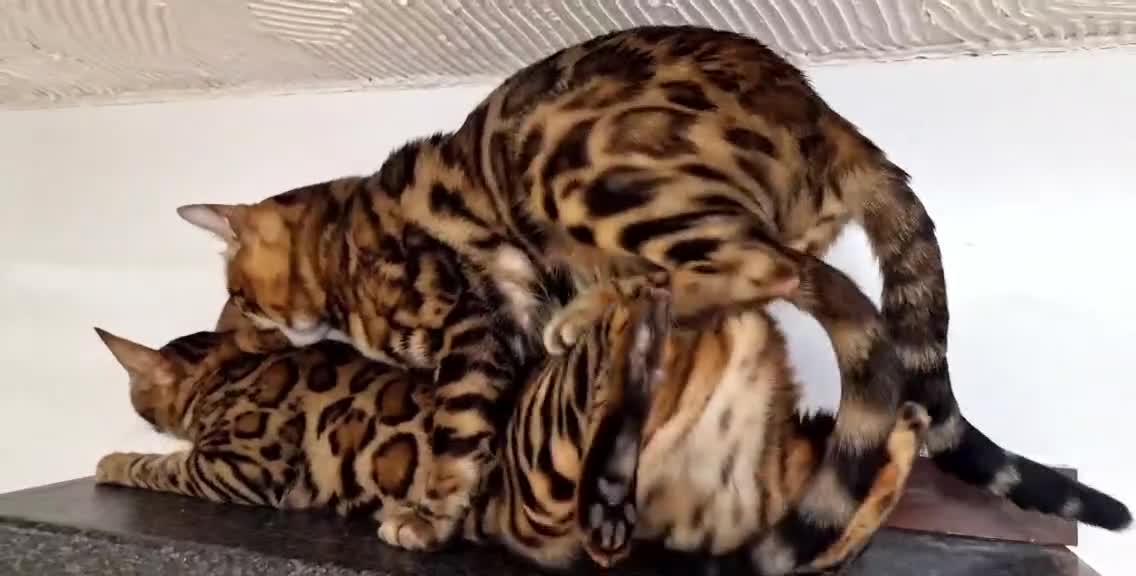 Bengal cats for stud: Bengal cat for stud, Fabio. - Video 1