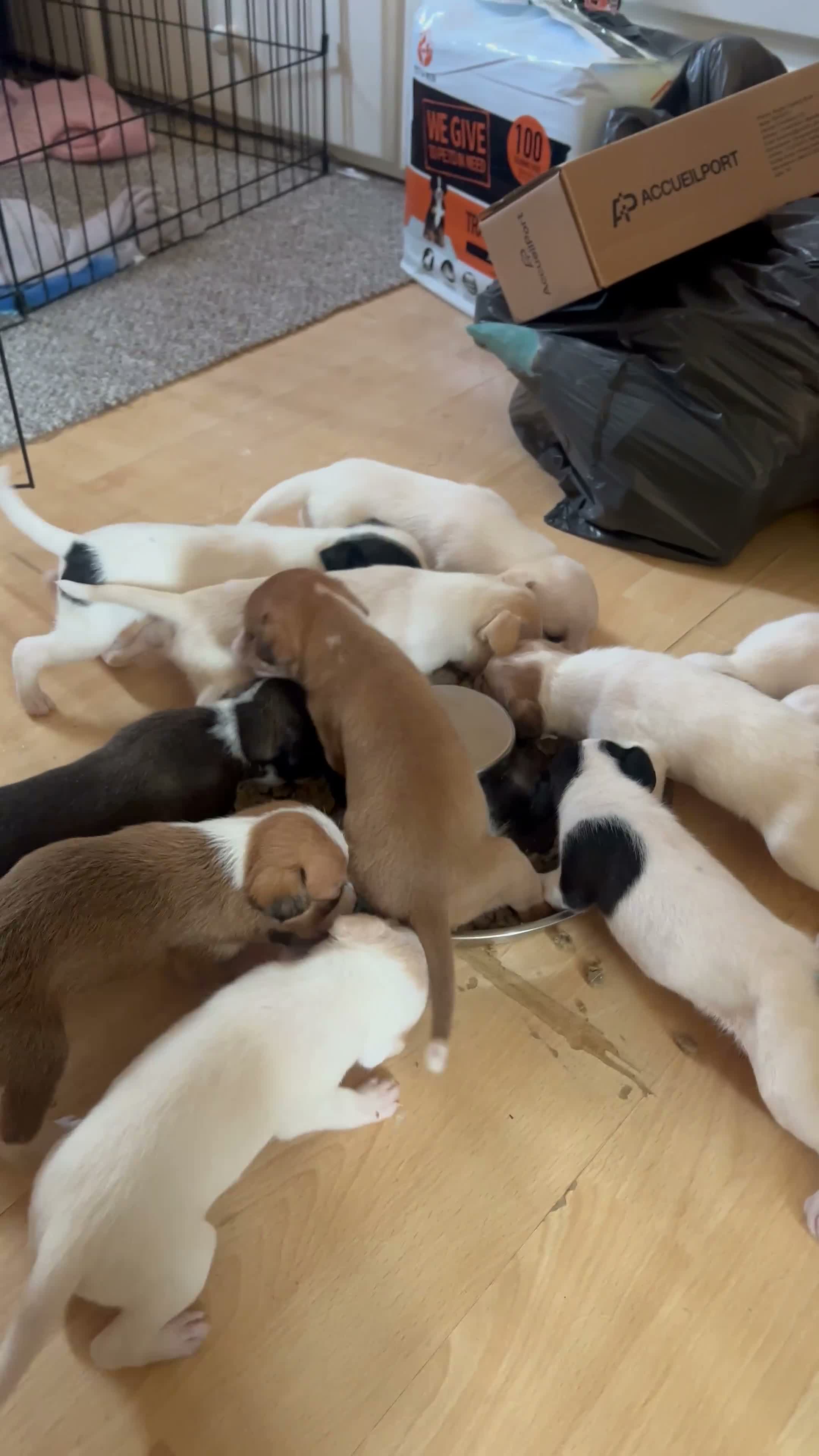 Mixed Breed dogs for sale: 11 beautiful parson Russell x pups - Video 1