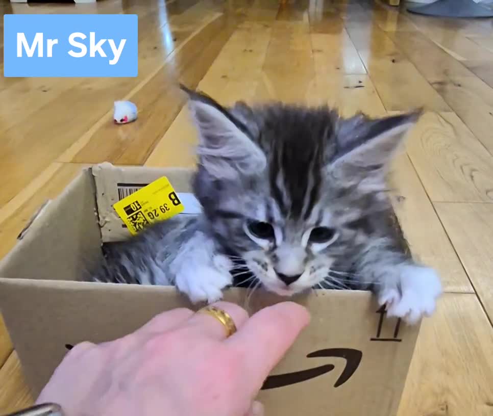 Maine Coon cats for sale: 🎀 Outstanding GCCF Pedigree Maine Coon Kittens  - Video 3