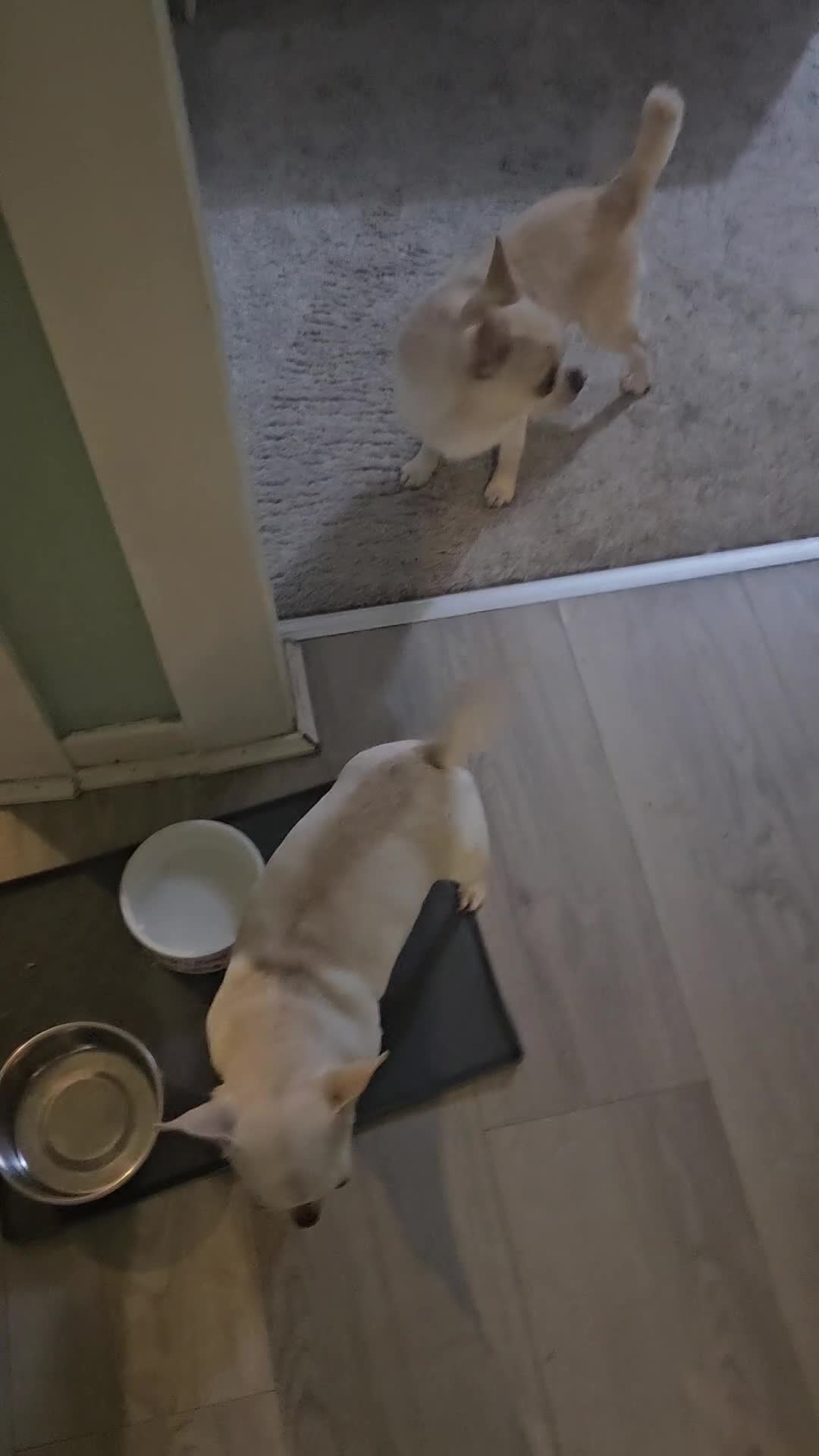 Chihuahua dogs for sale: Teeny Chihuahua Pup   - Video 2