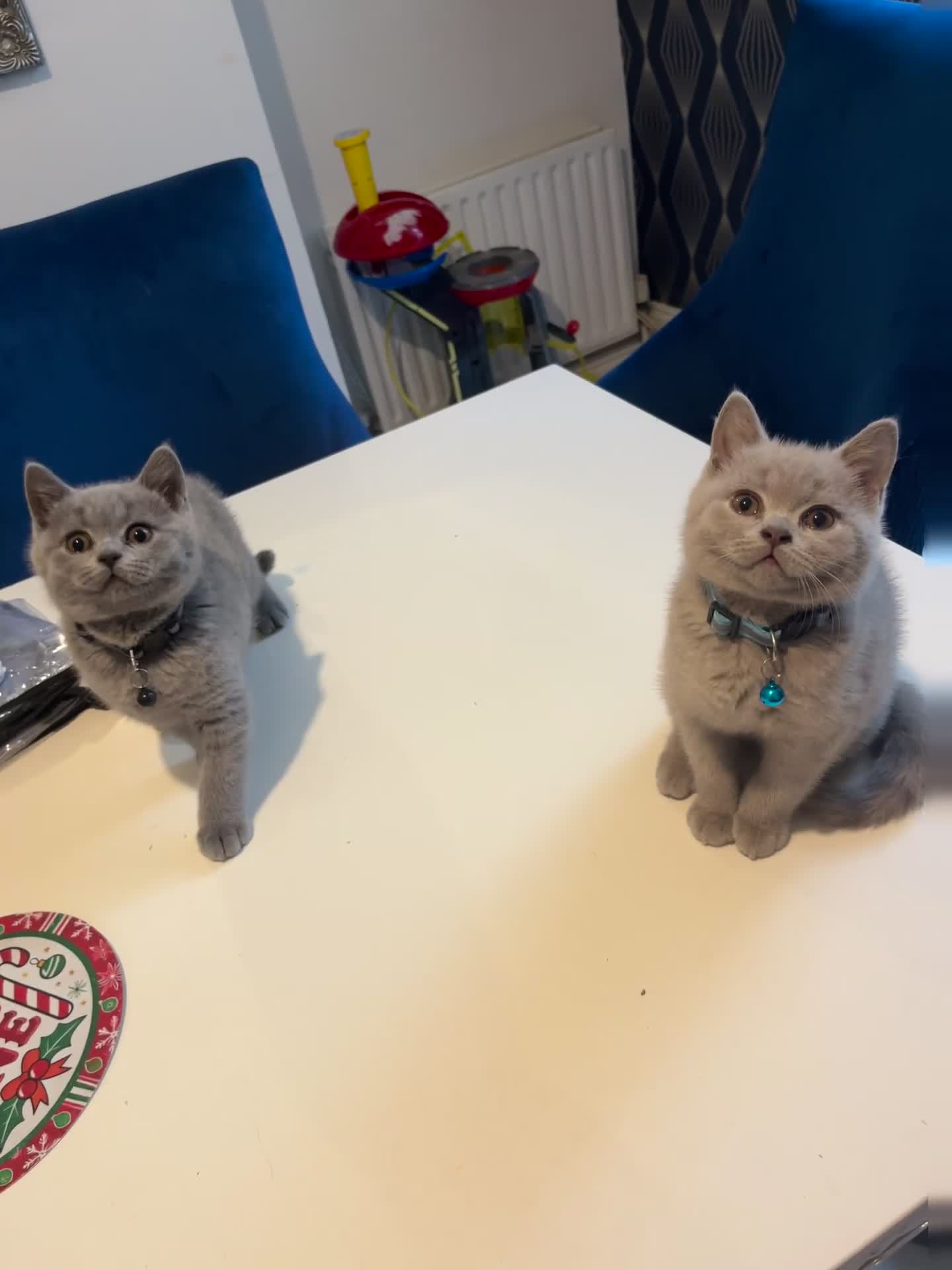 British Shorthair cats for sale: Beautiful  lilac and blue kittens 2 boys 1 girl - Video 1