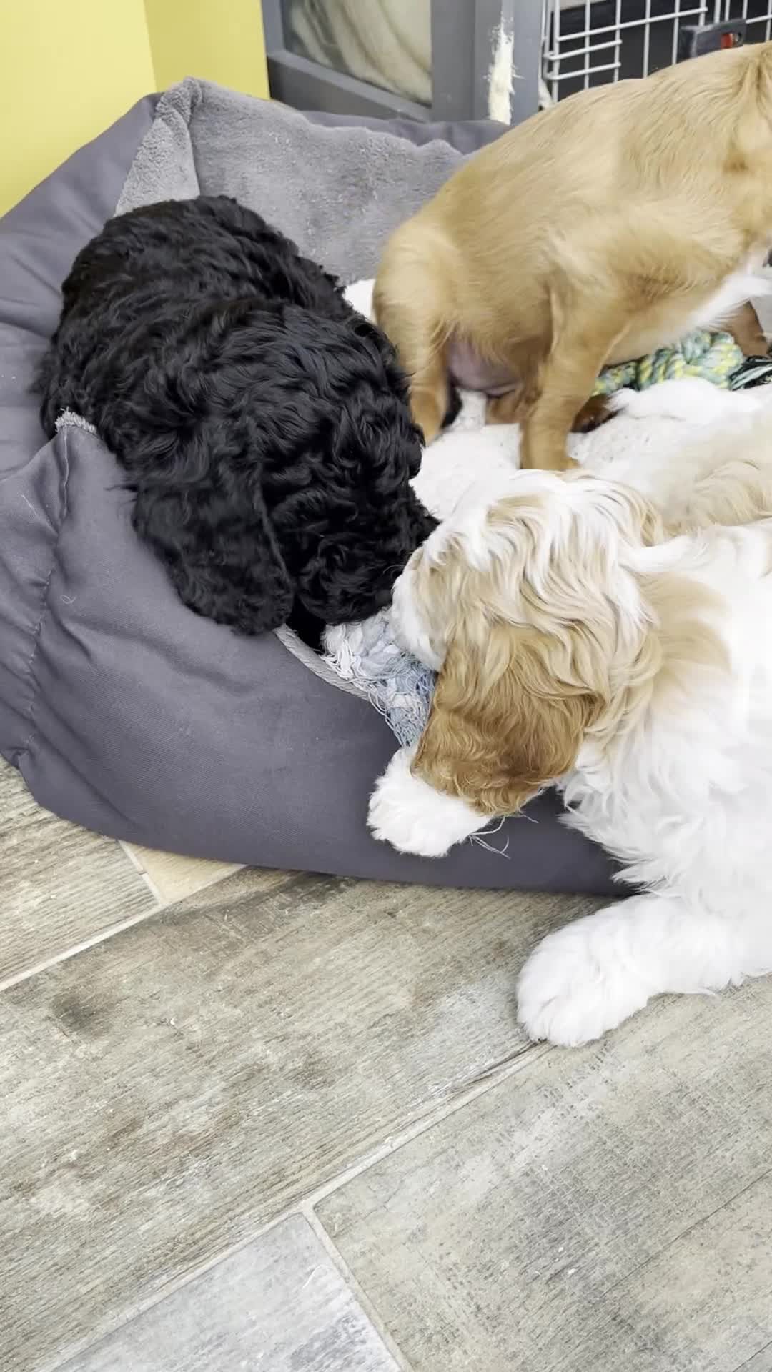 Cockapoo dogs for sale: 🐾REHOMED 🐾 Beautiful Black F1b Cockapoo 🖤 - Video 2
