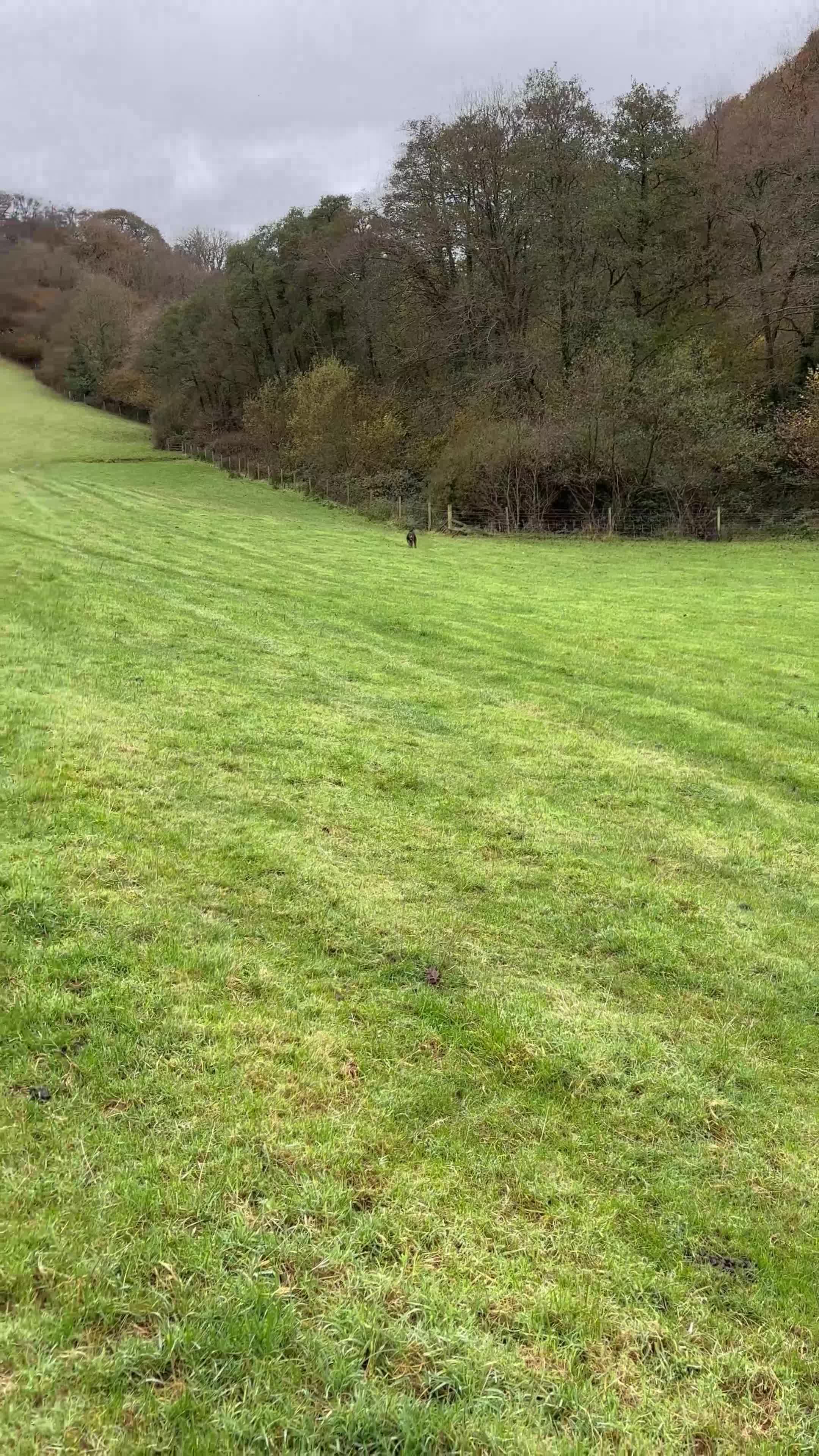 German Shorthaired Pointer dogs for sale: 4-Year-Old KC German Shorthaired Pointer - Video 1