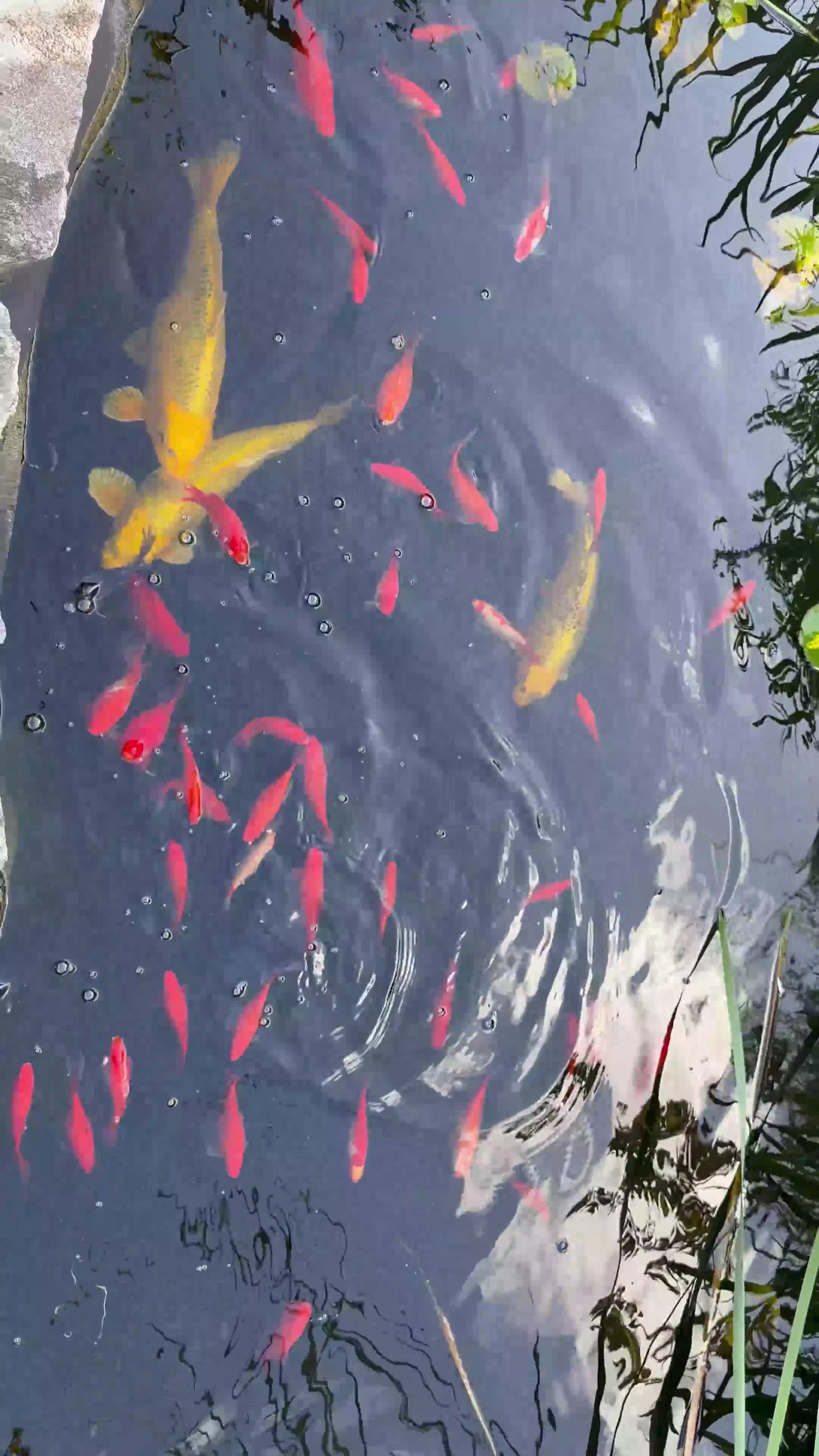 Koi Carp fish for sale: Pond fish  - Video 1