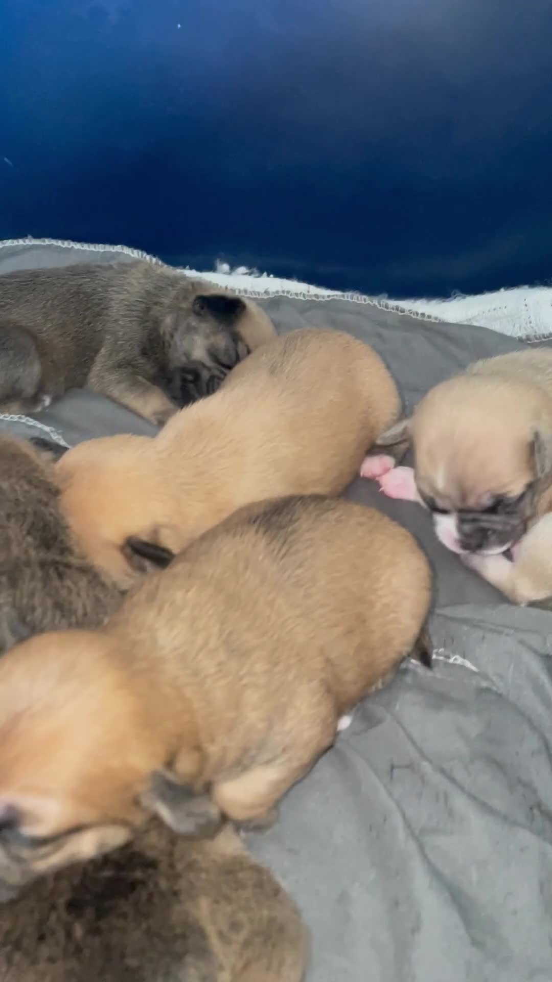 Mixed Breed dogs for sale: PUGAPOO  - Video 1