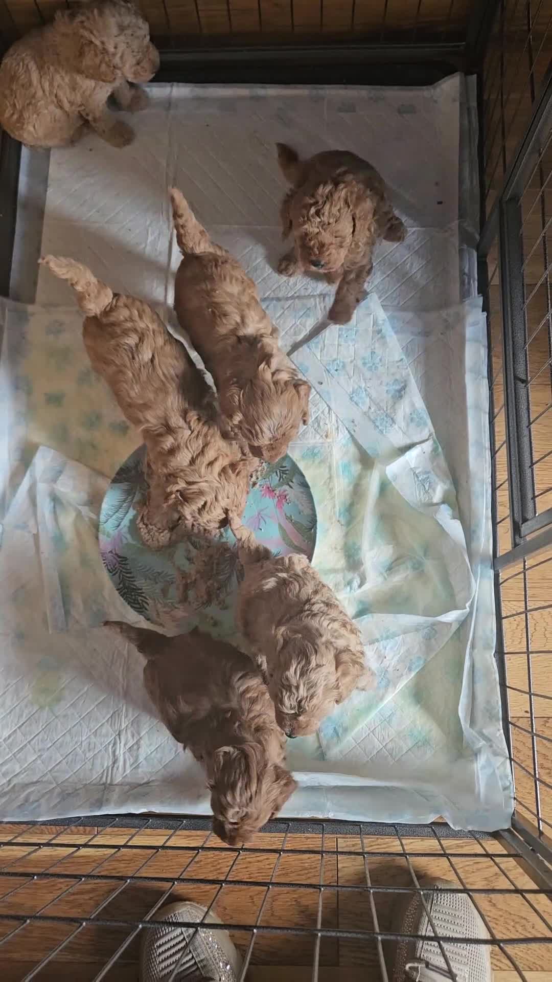Cavapoo dogs for sale: Litter of 6 cavapoos - Video 1