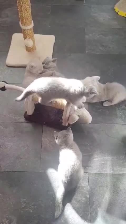 British Shorthair cats for sale: British Short Hair Kittens Ready To Go  in South Ockendon - Video 1