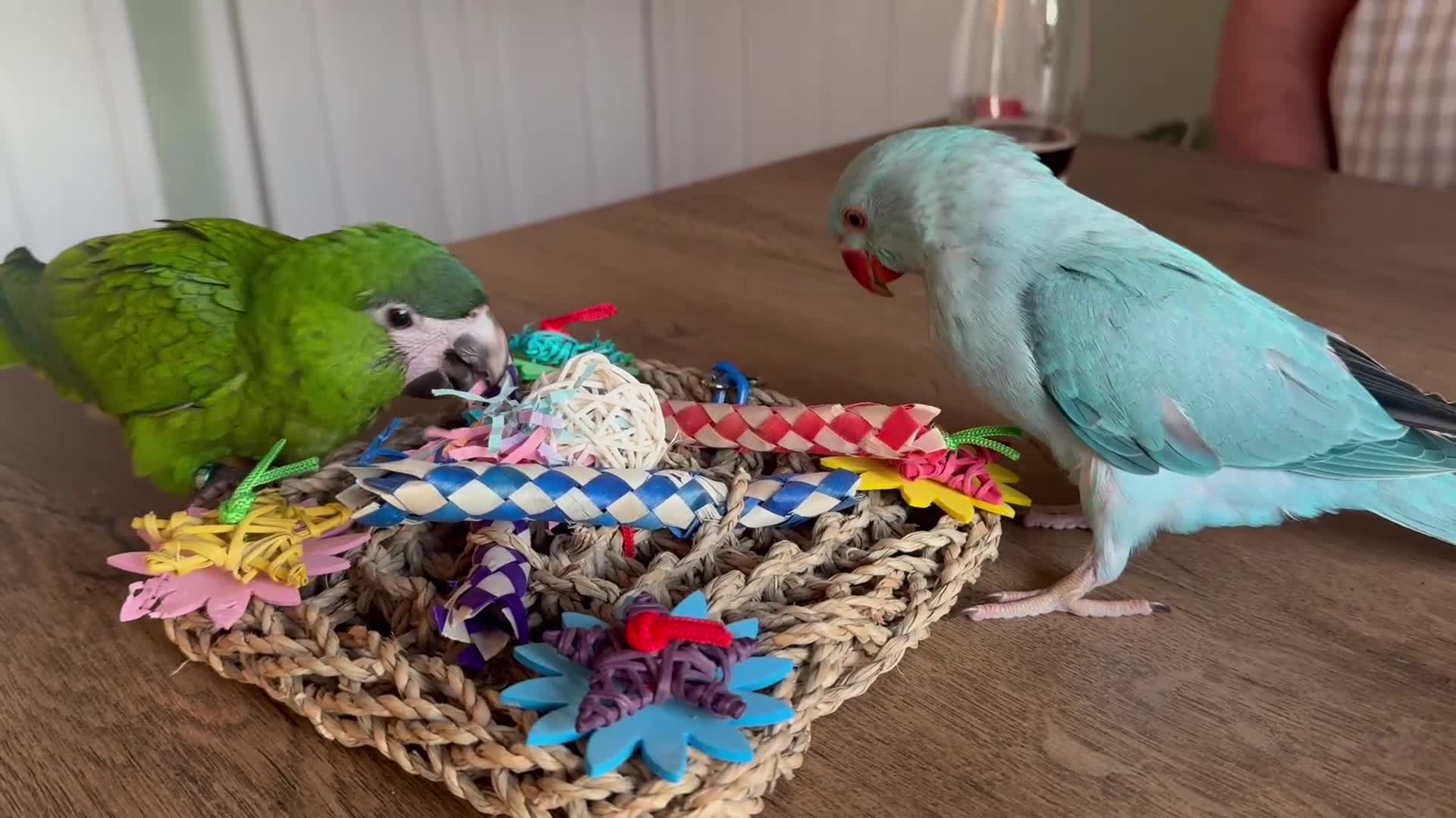 Ringnecks birds for sale: Baby Indian Ringneck Looking for a Forever Home  - Video 1