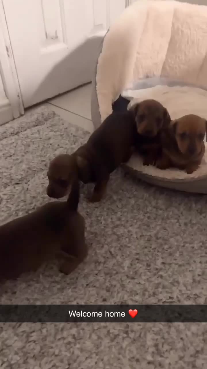 Miniature Dachshund dogs for sale: Stunning litter of beautiful babies  - Video 1
