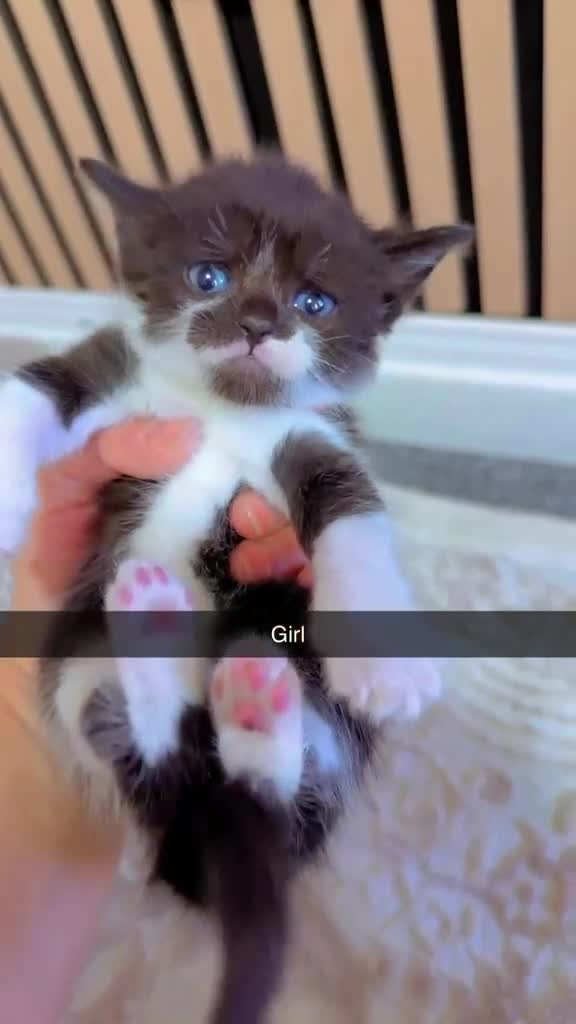 Mixed Breed cats for sale: British short hair mixed with british long hair in Sheffield - Video 2