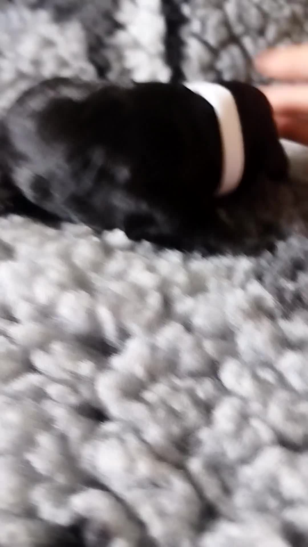 Cockapoo dogs for sale: Chocolate drops - Video 2