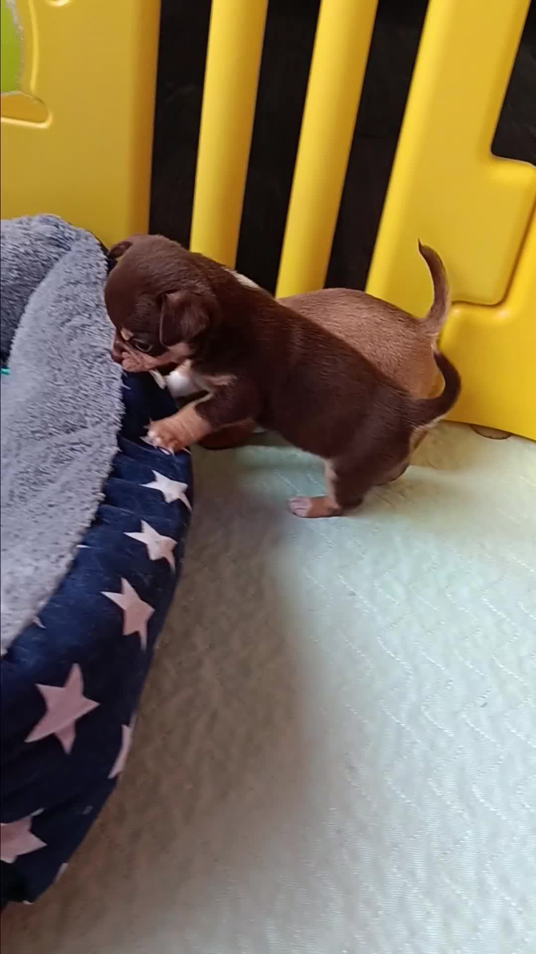 Chihuahua dogs for sale: Chihuhua pups - Video 1