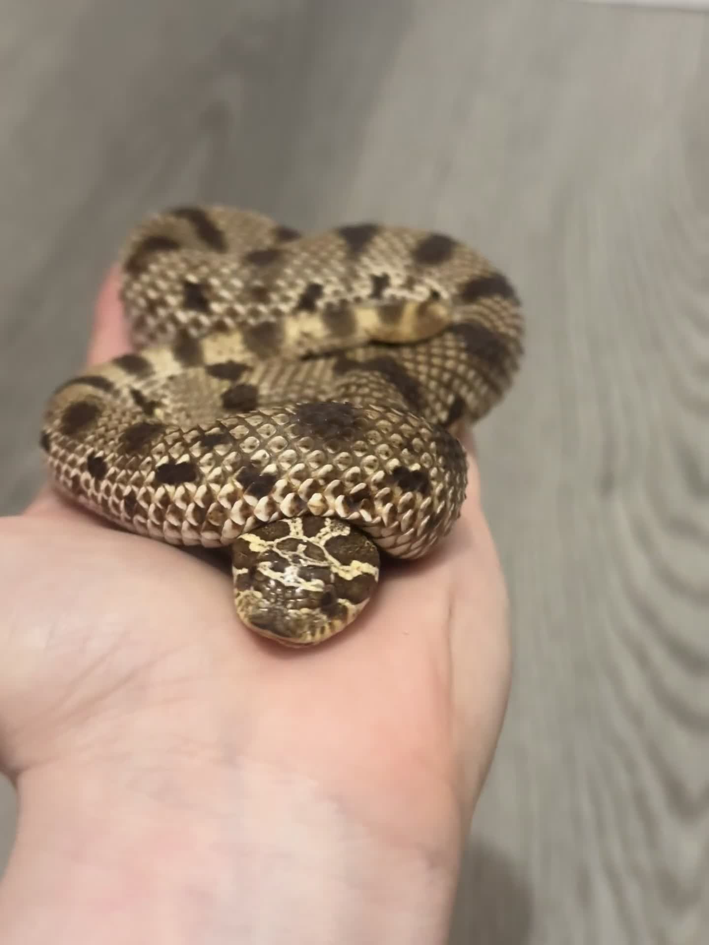 Snake reptiles for sale: Male western hognose looking for new home - Video 1