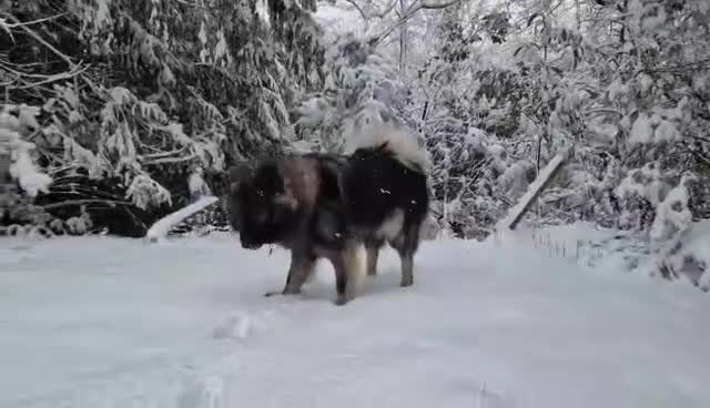 Eurasier dogs for sale: Euraiser Kennel Club registered Puppies for sale - Video 1