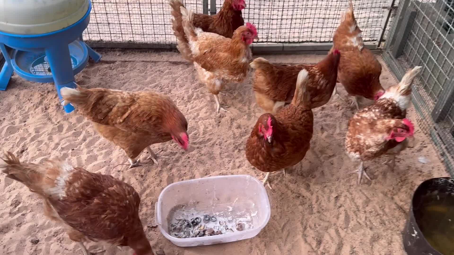 Chickens poultry for sale: Flock of 8 chickens for sale  - Video 1