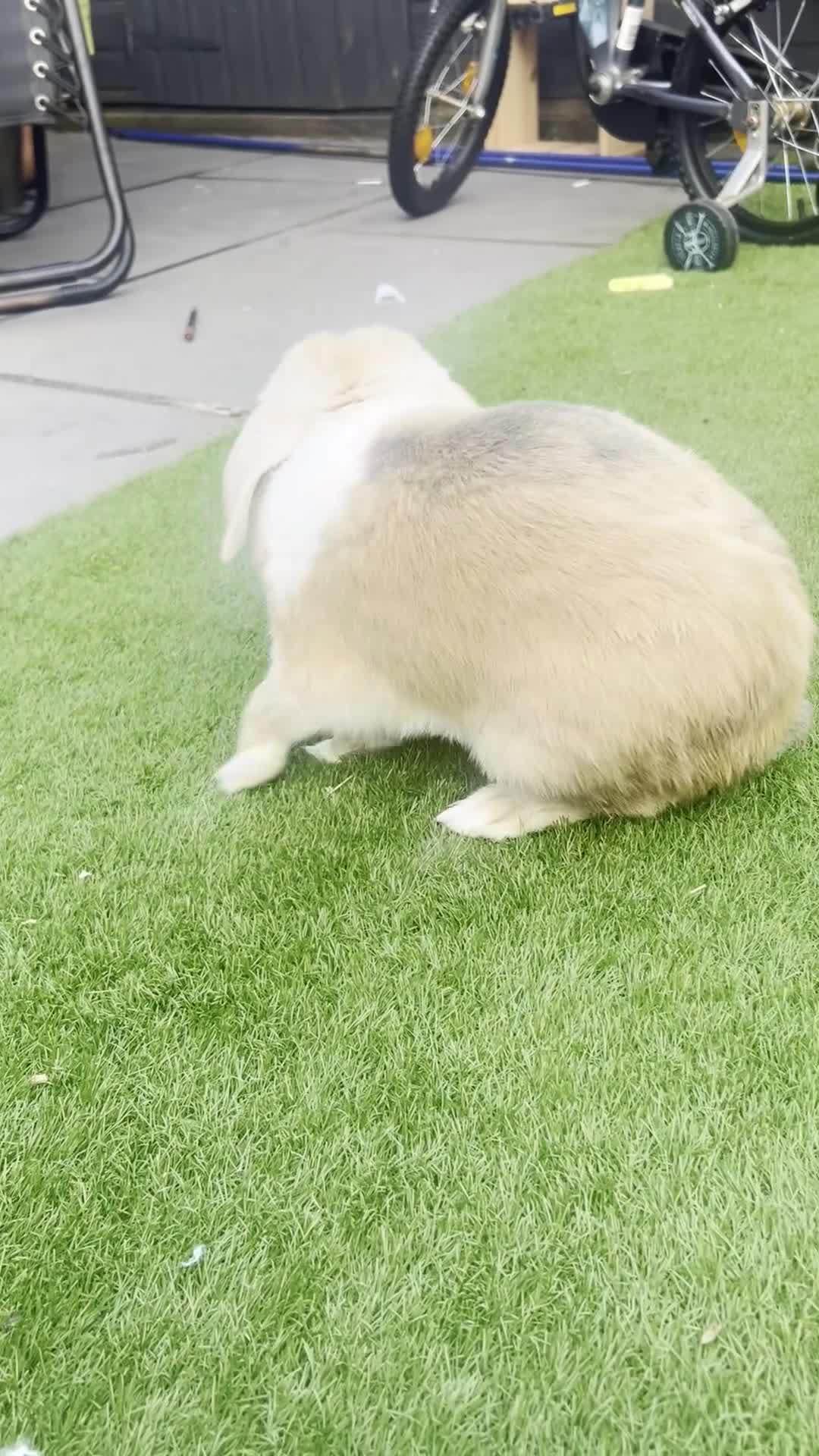 English Lop rabbits for sale: Beautiful Bunny 'Ziggy" - Video 1