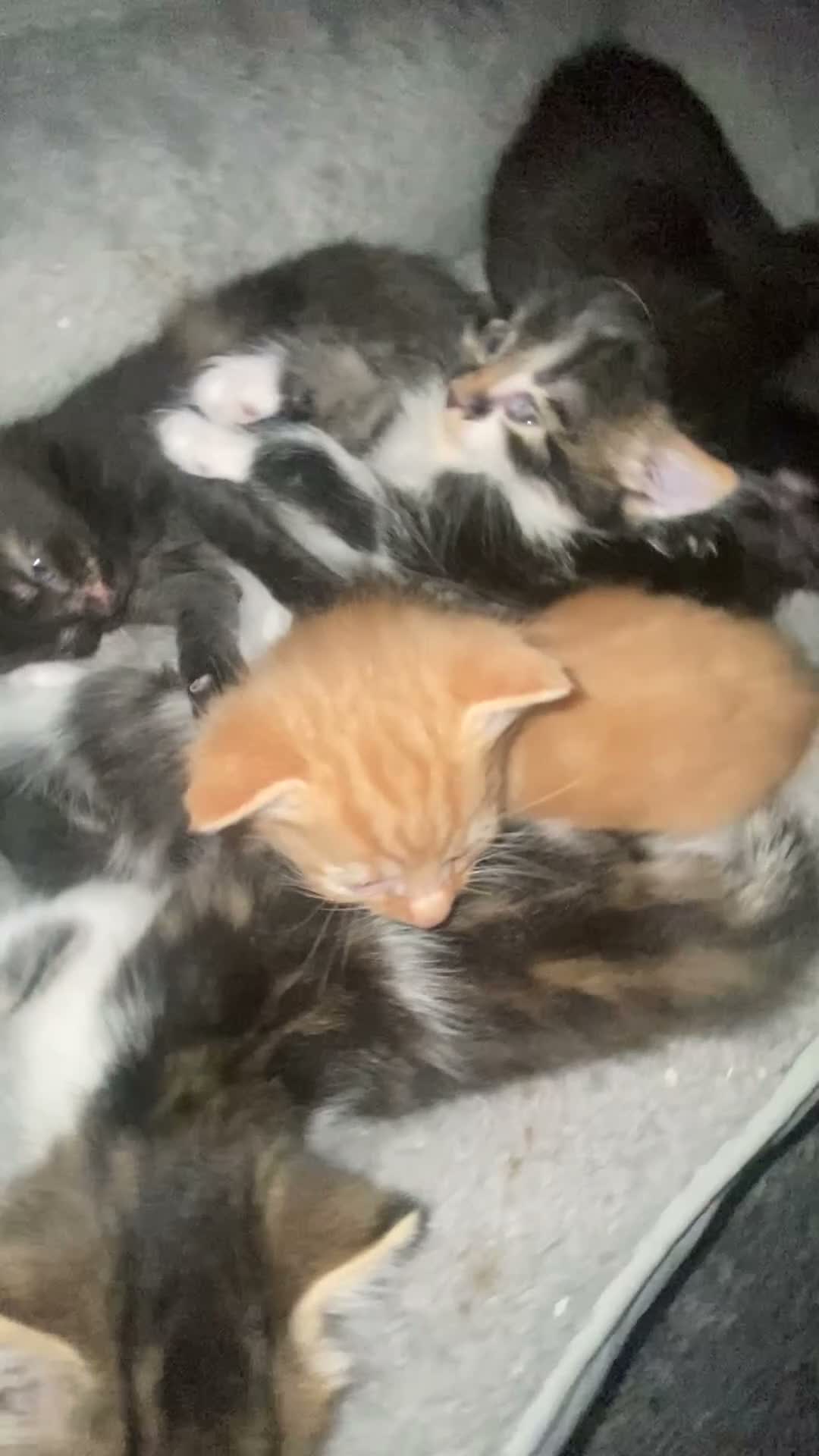 British Longhair cats for sale: Gorgeous fluffy kittens - Video 1