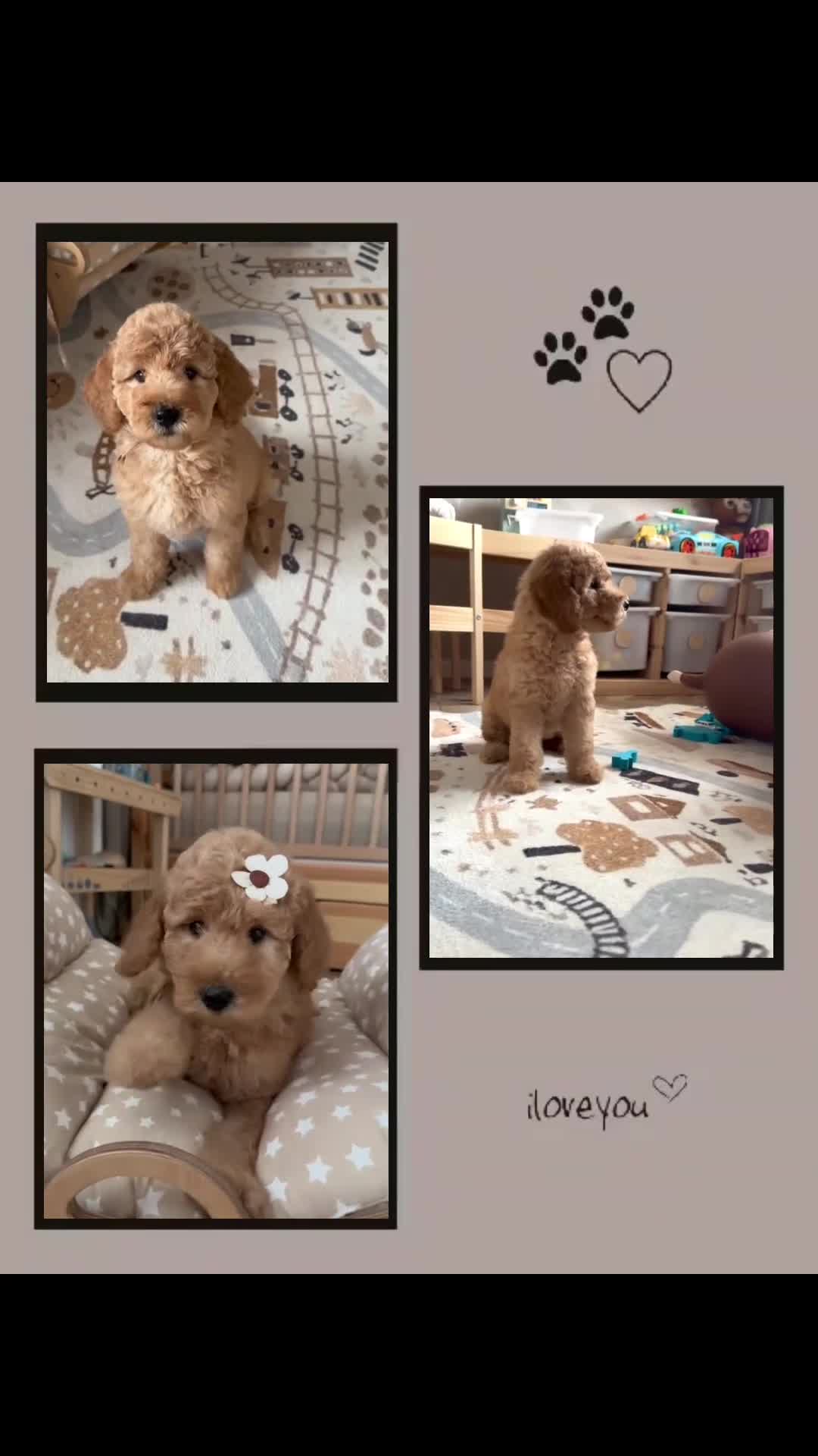 Australian Labradoodle dogs for sale: ‼️ Ready for their forever home ‼️  - Video 3