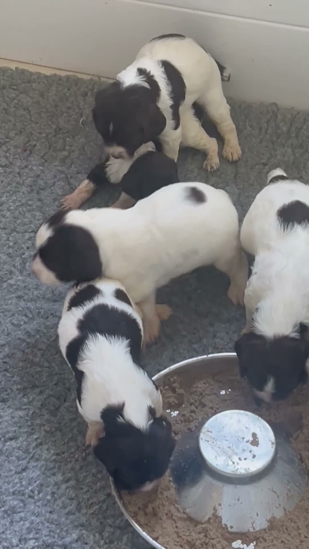 English Springer Spaniel dogs for sale: KC reg Springer spaniel Pups in Faringdon - Video 1
