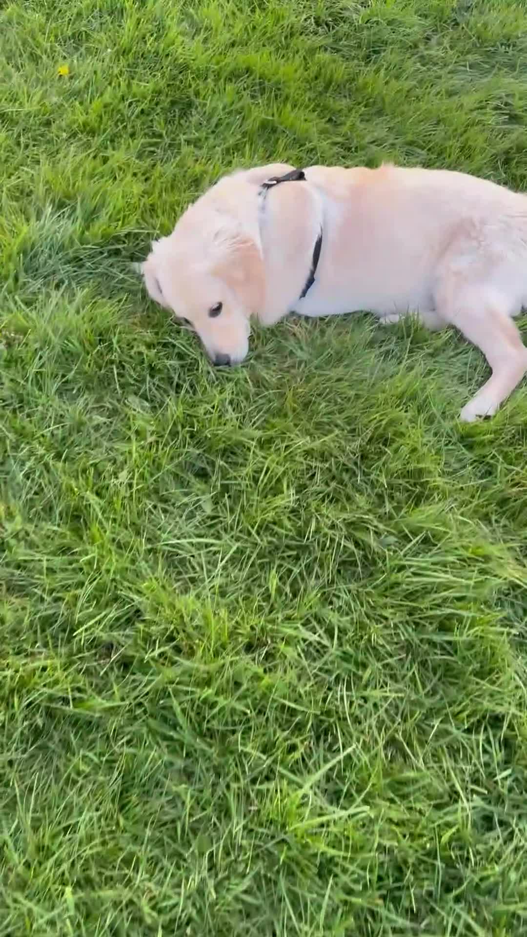 Golden Retriever dogs for sale: Six month old beautiful female puppy  - Video 2