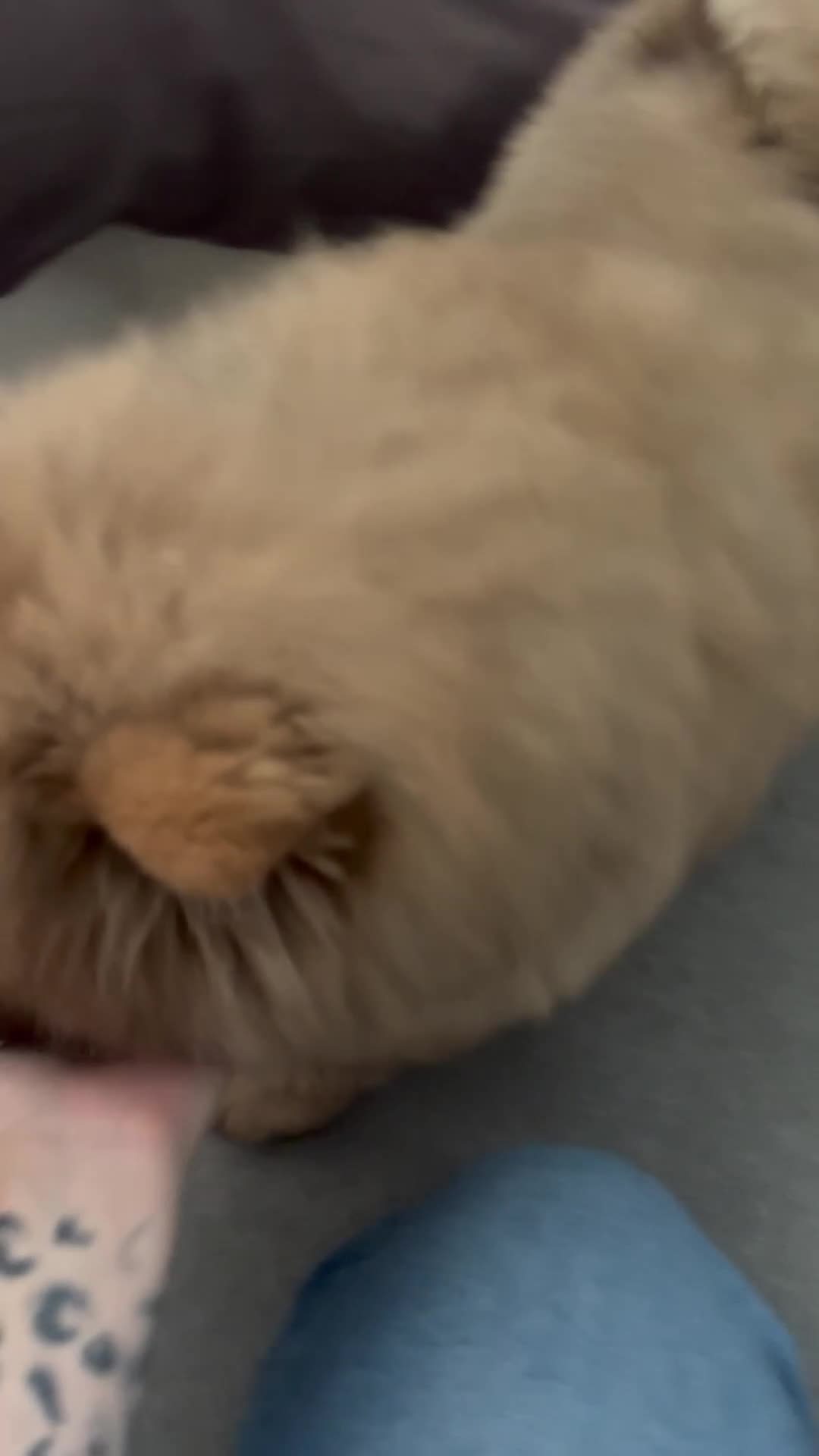 Chow Chow dogs for sale: Beautiful KC Registered Red Chow Chow Girl - Video 1