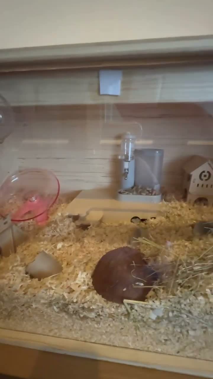 Mouse rodents for sale: 4 female mice & enclosure  - Video 2