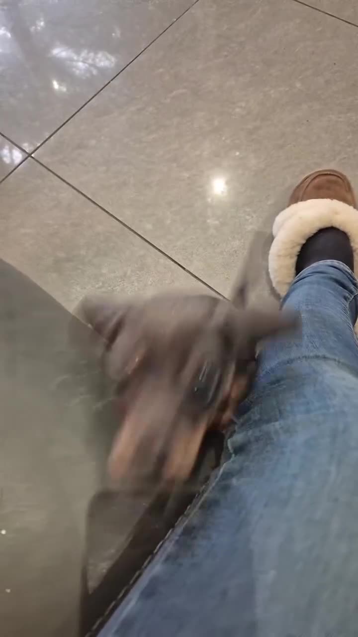 Miniature Dachshund dogs for sale: KC Dachshund Boys - Ready Now - Video 1