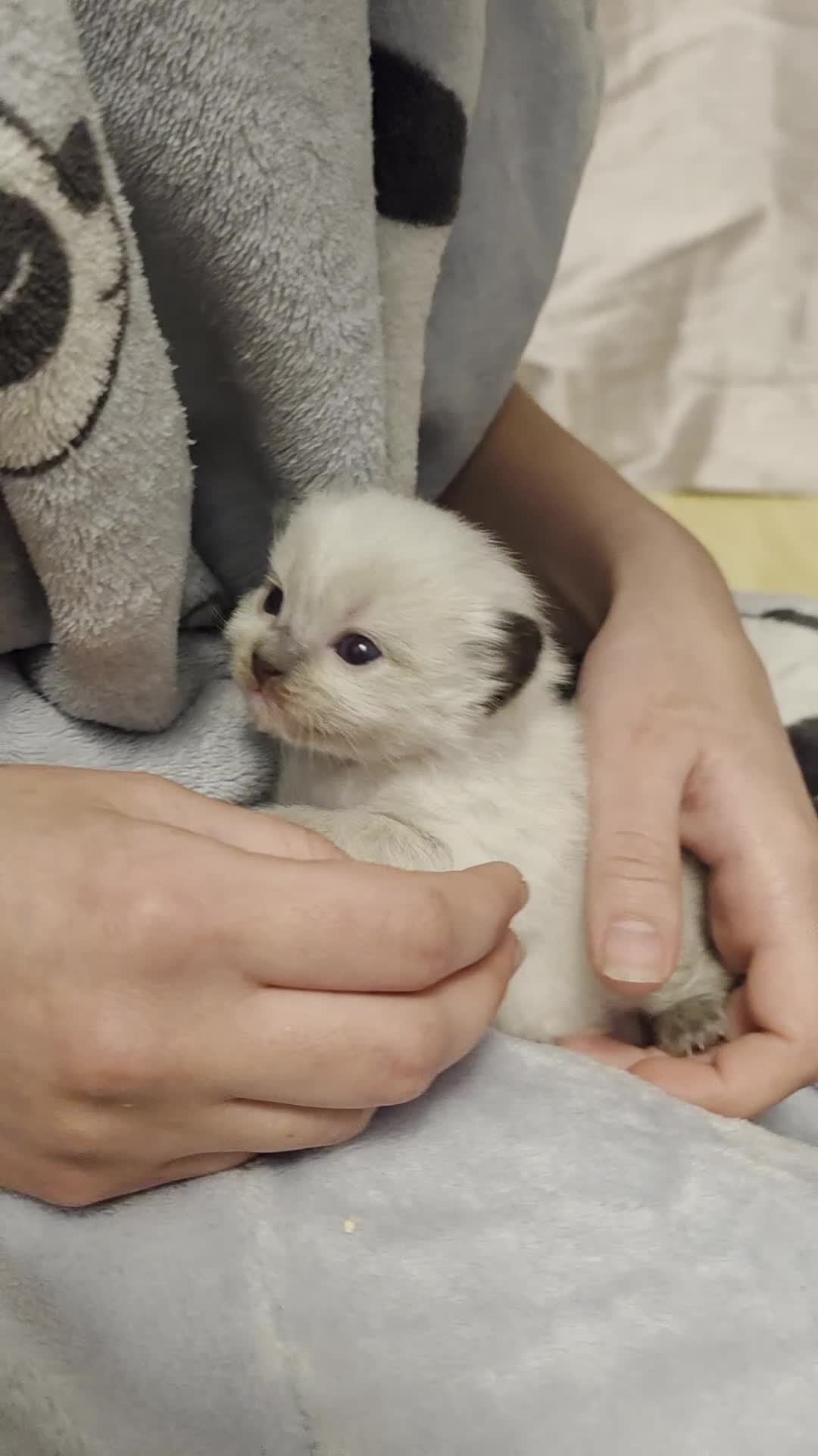 Ragdoll cats for sale: Adorable Ragdoll Babies  - Video 2