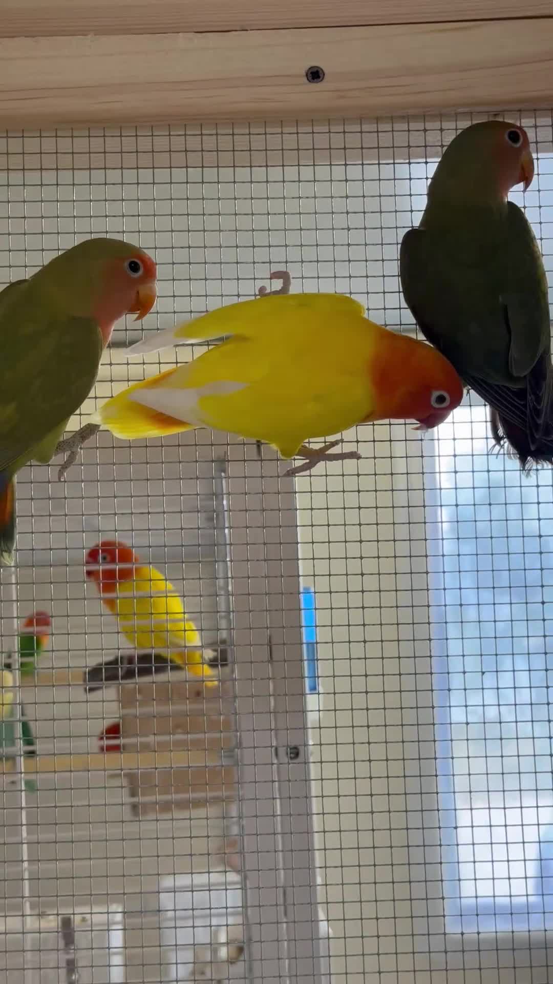 Lovebirds birds for sale: 2 year old male lutino lovebird - Video 1