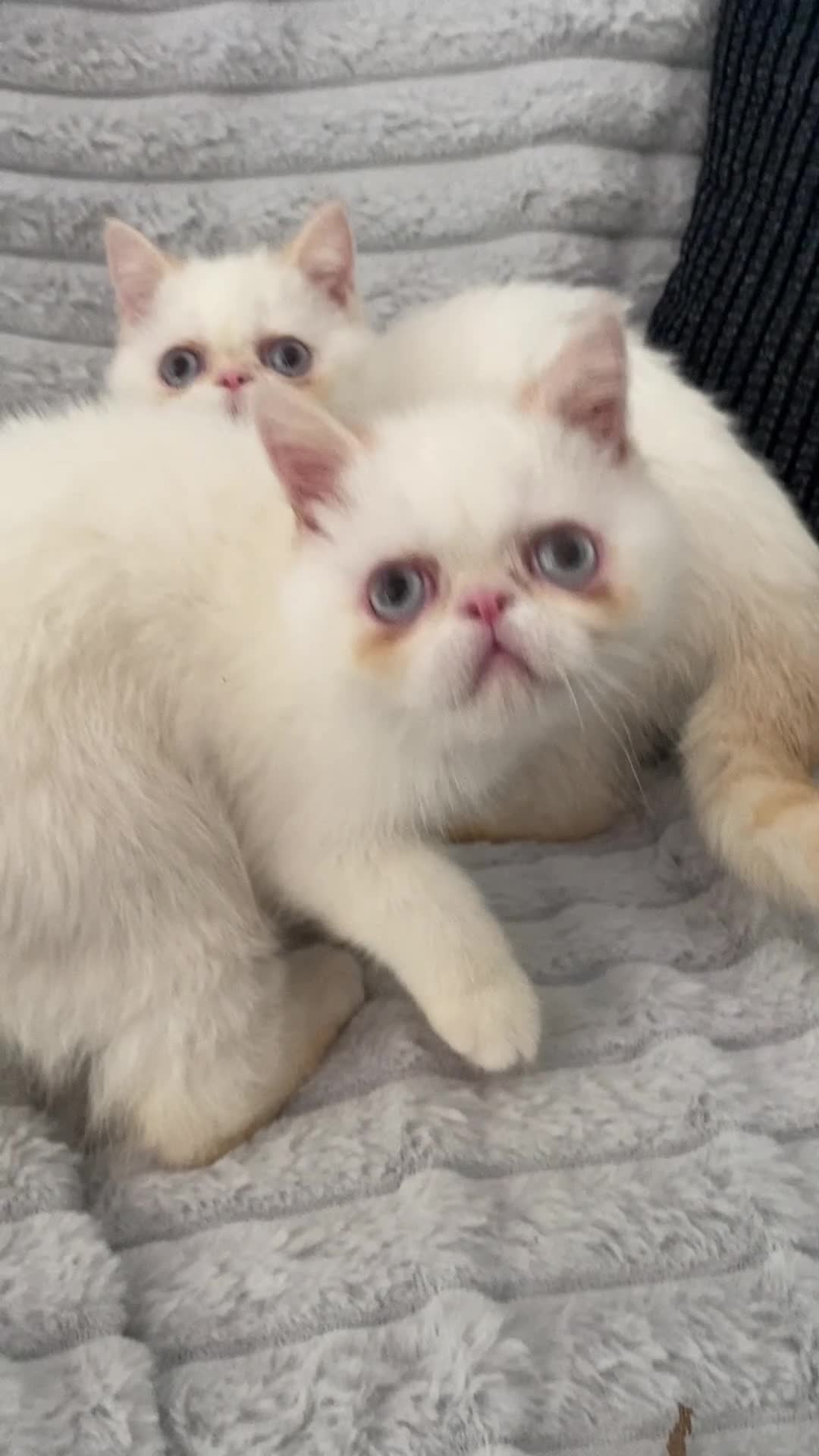Exotic cats for sale: GCCF Registered Exotic Colour Point Kittens - Video 1