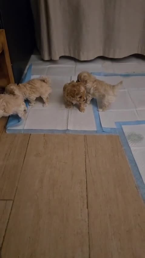 Maltipoo dogs for sale: 1 kg F1🎀Maltipoo 🎀KC parents - Video 2