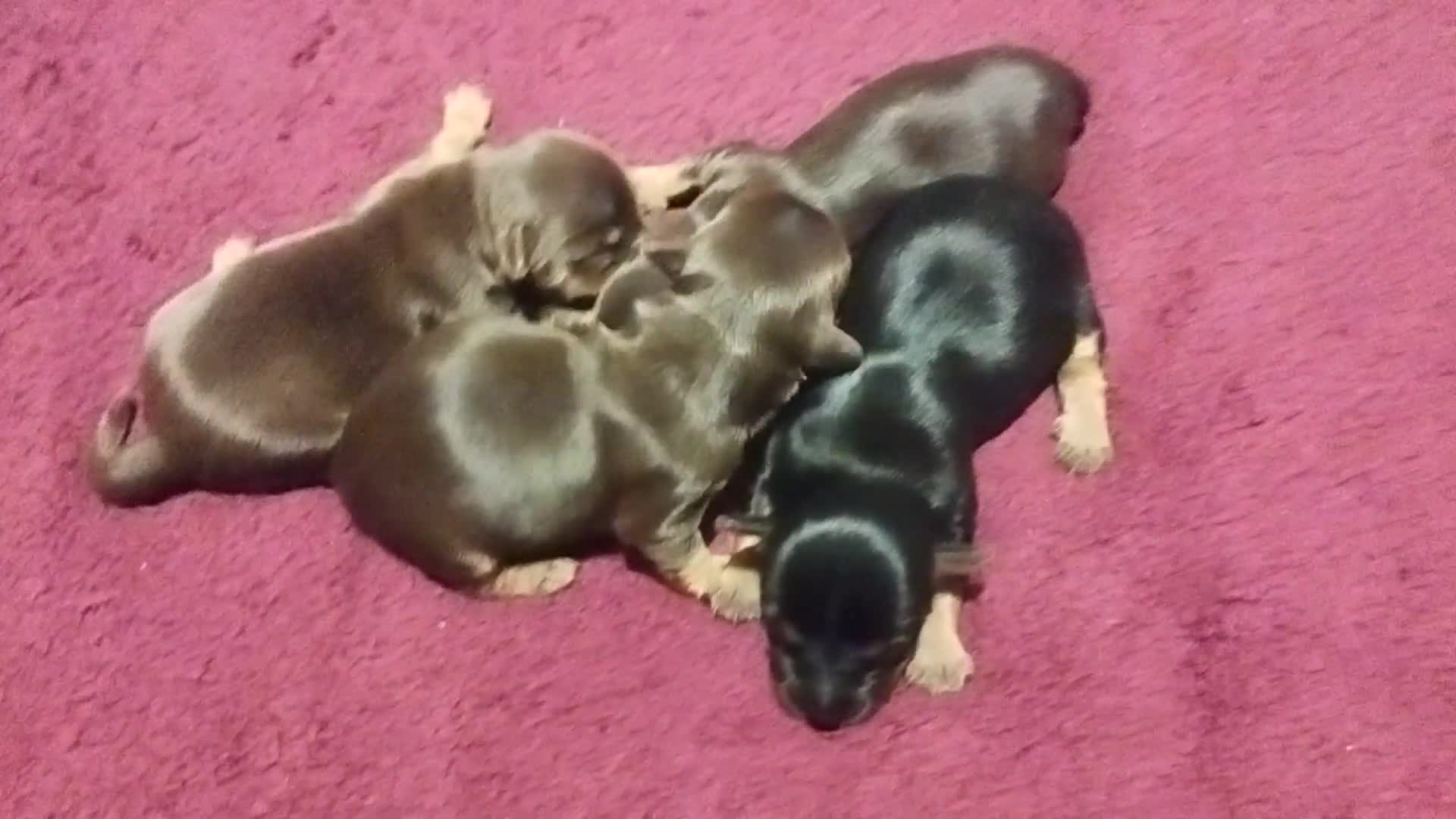 Yorkshire Terrier dogs for stud:  Chocolate Yorkshire Terrier For Stud Only in Blackburn - Video 2