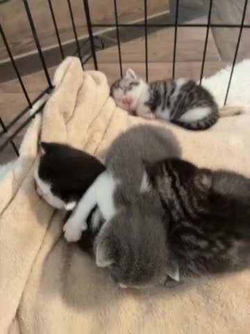 Mixed Breed cats for sale: British shorthair x Bengal kittens in Tamworth - Video 1
