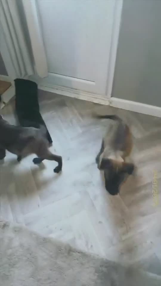 Belgian Shepherd Dog dogs for sale: GORGEOUS BELGIUM MALI/ DUTCH HEARDER PUPPIES  - Video 3