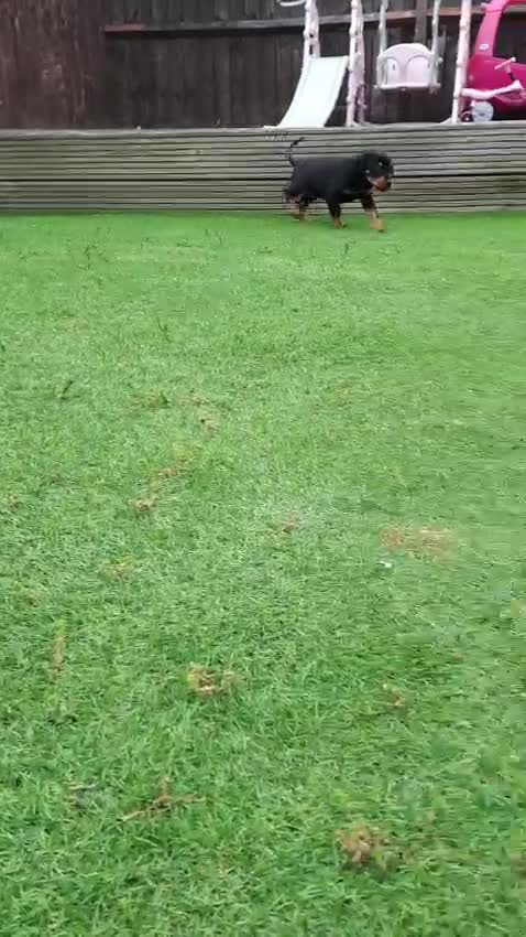 Dobermann dogs for sale: Doberman puppies  - Video 1