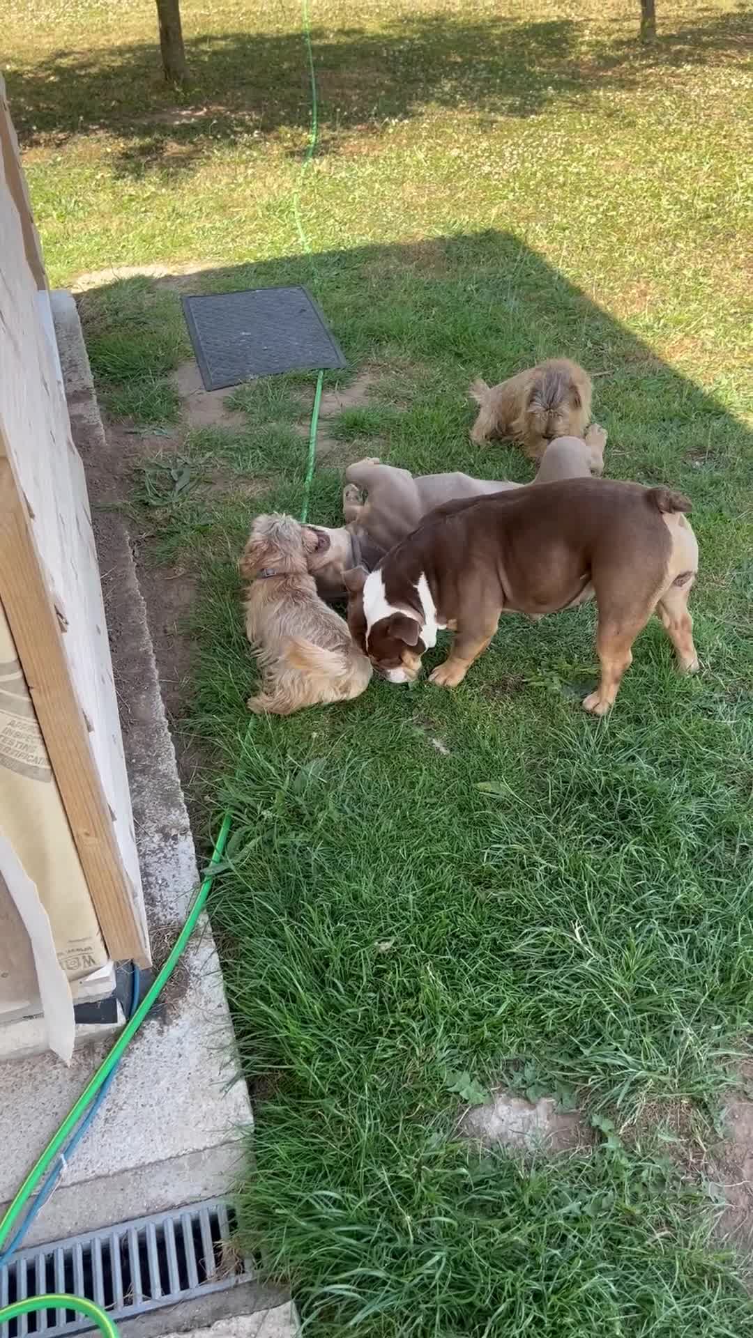 Olde English Bulldogge dogs for sale: Lovely Old english female - Video 1