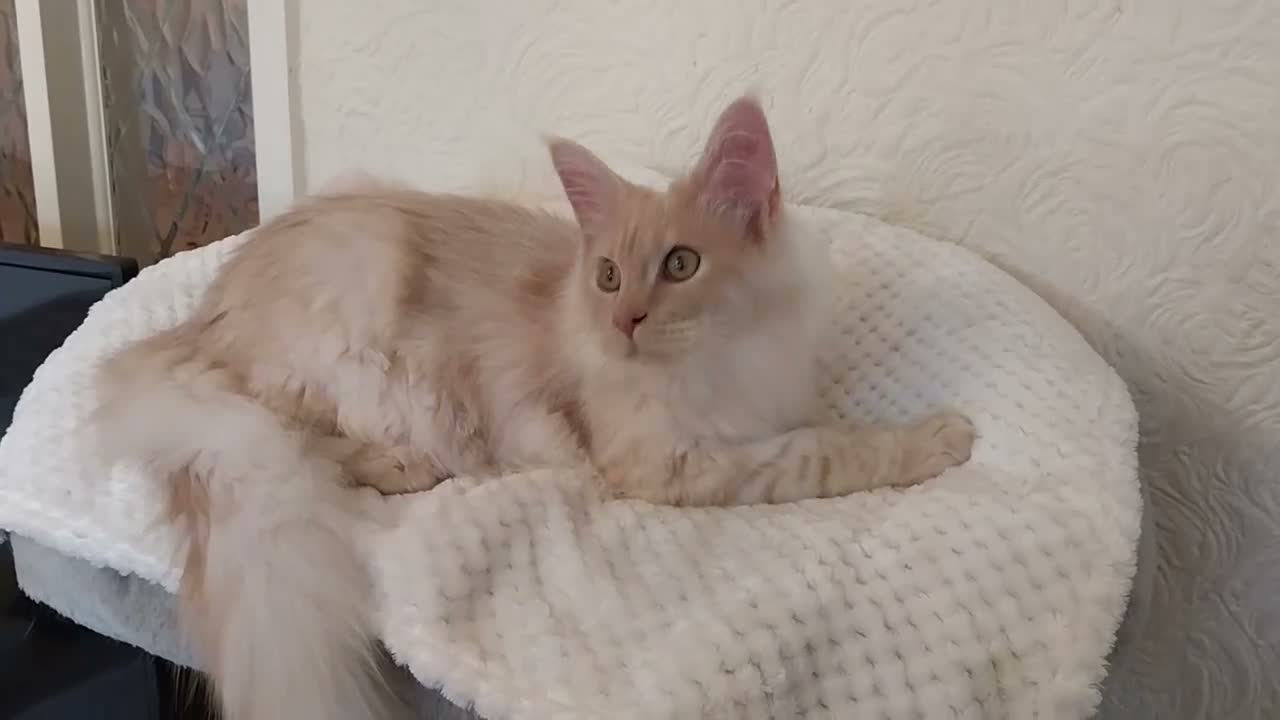 Maine Coon cats for sale: TICA Reg Maine Coon BOY. Cream Smoke. ACTIVE. - Video 2