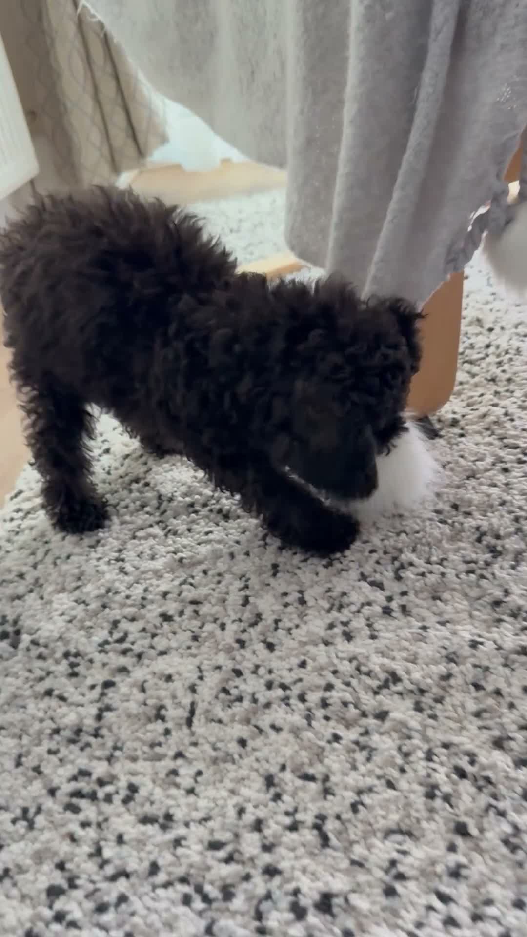 Toy Poodle dogs for sale: Beautiful Toy Poodle Puppy – Loving Home Needed in Hayes - Video 1