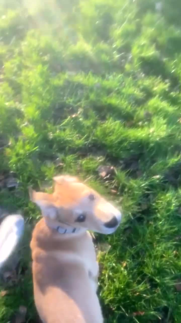 Mixed Breed dogs for sale: Murphy  - Video 1