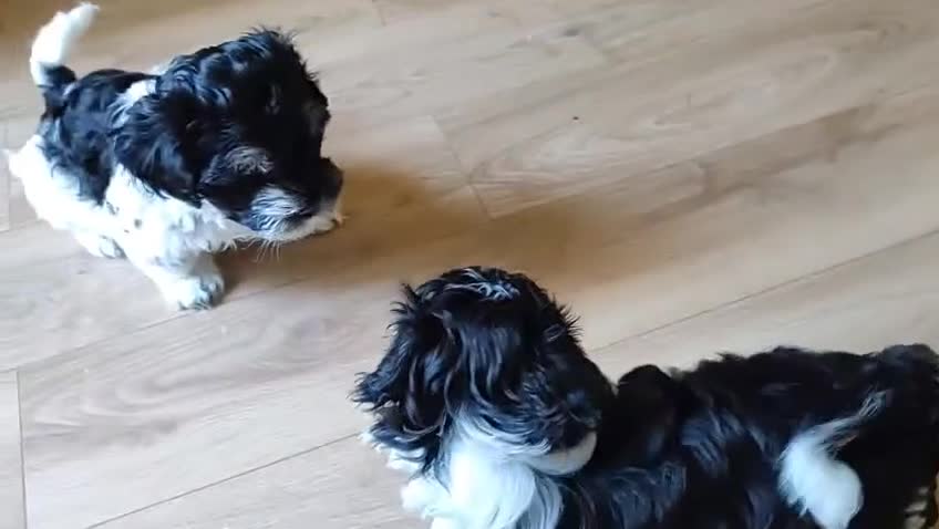 Havanese dogs for sale: Beautiful Havanese Puppies Ready Now - Video 4