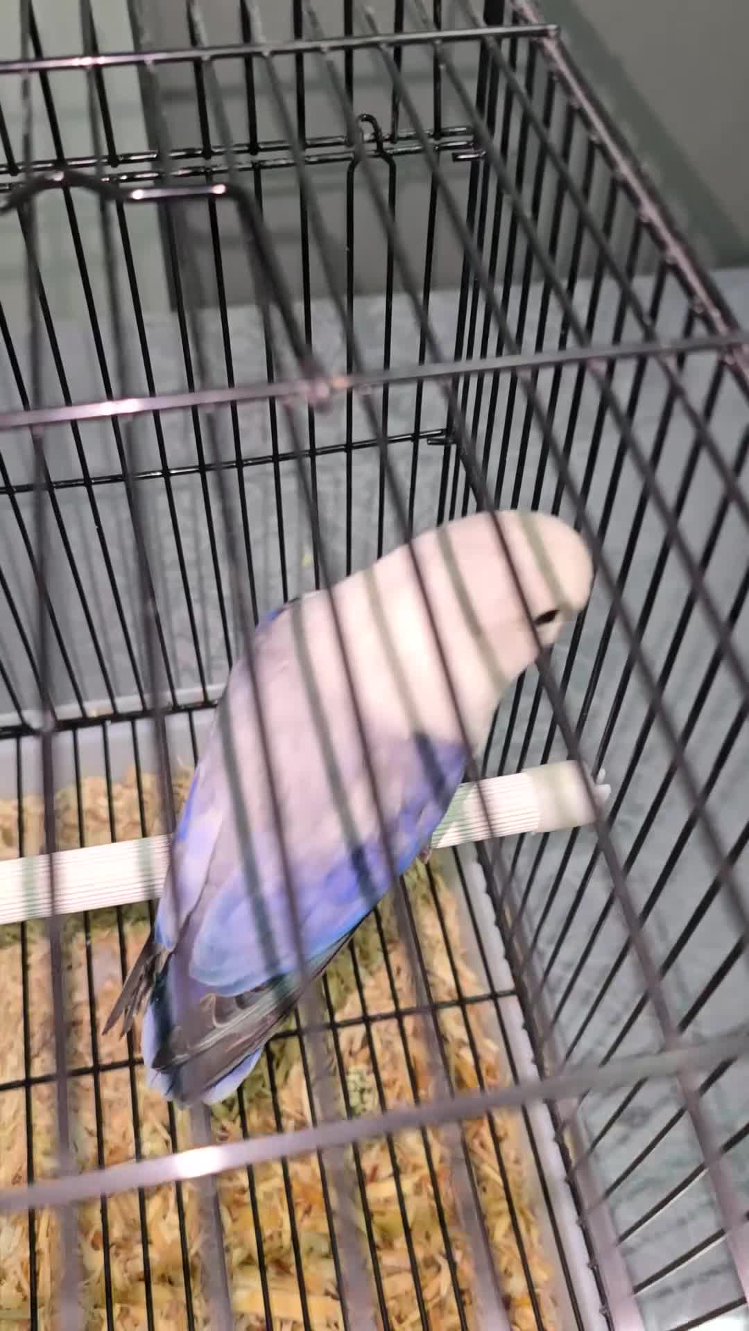 Lovebirds birds for sale: Love birds - Video 3