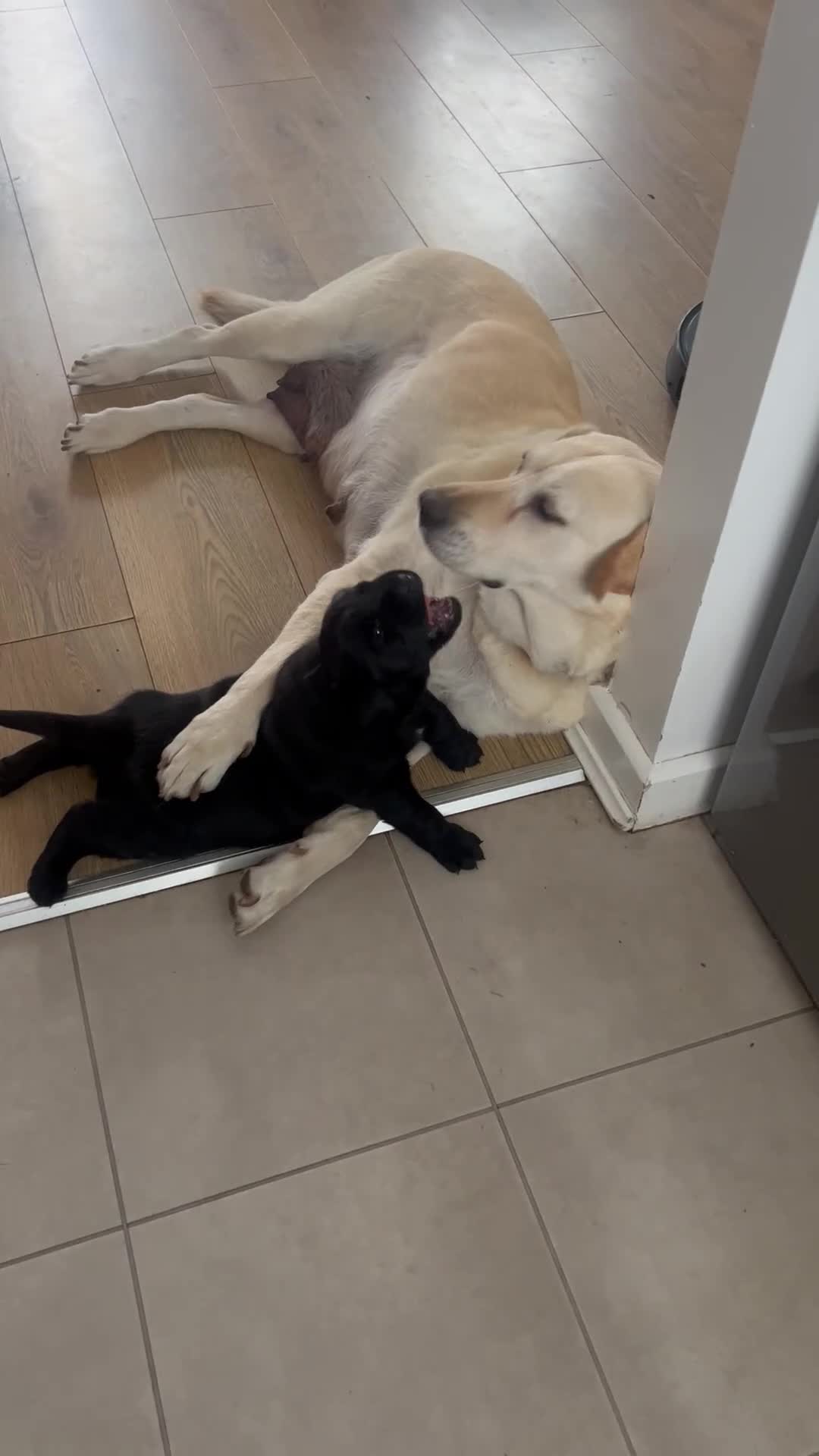 Labrador Retriever dogs for sale: Adorable, black Labrador puppy! - Video 1