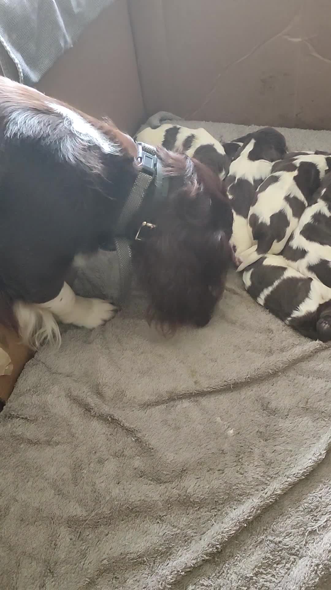 English Springer Spaniel dogs for sale: Gorgeous KC reg ES spaniel Pups - Video 1