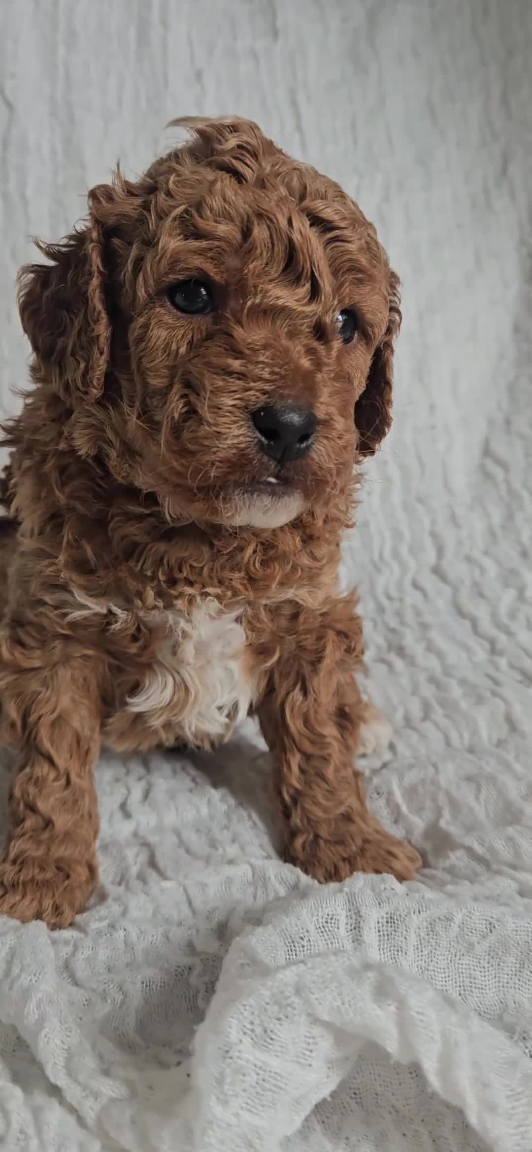 Mini Goldendoodle dogs for sale: 🐾✨ Beautiful Toy Goldendoodle Puppies  ✨🐾 - Video 3