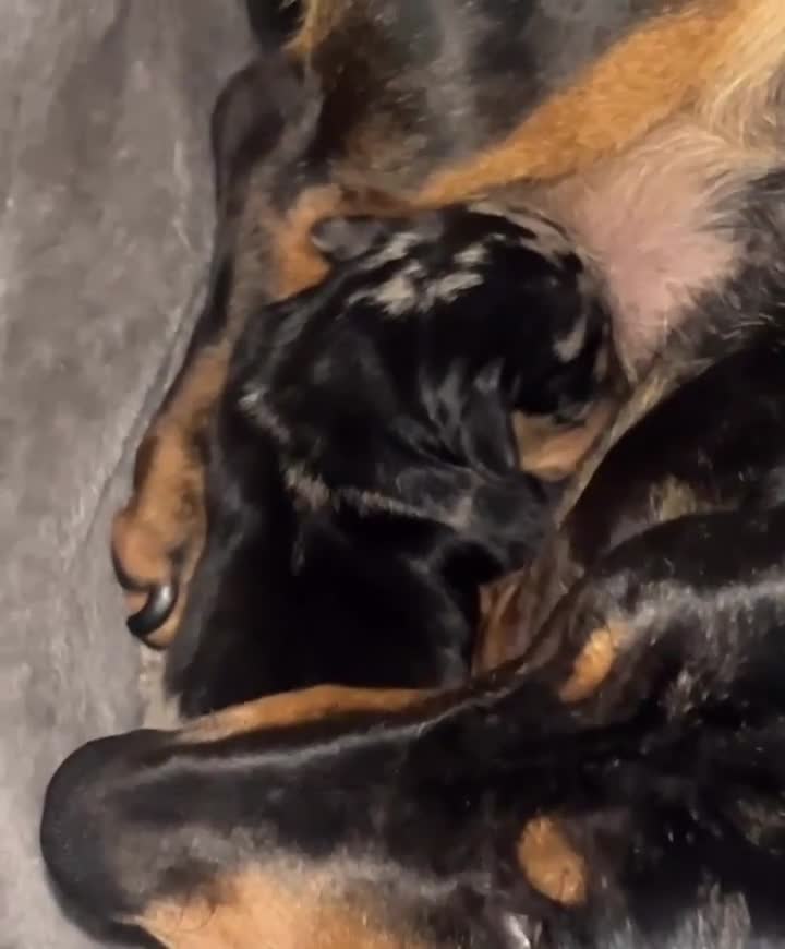 Miniature Dachshund dogs for sale: Miniature Dachshund Puppy in Welshpool - Video 1
