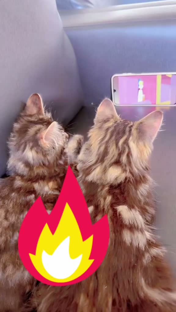 Mixed Breed cats for sale: Two Kittens Stay Together British American Mix  - Video 2