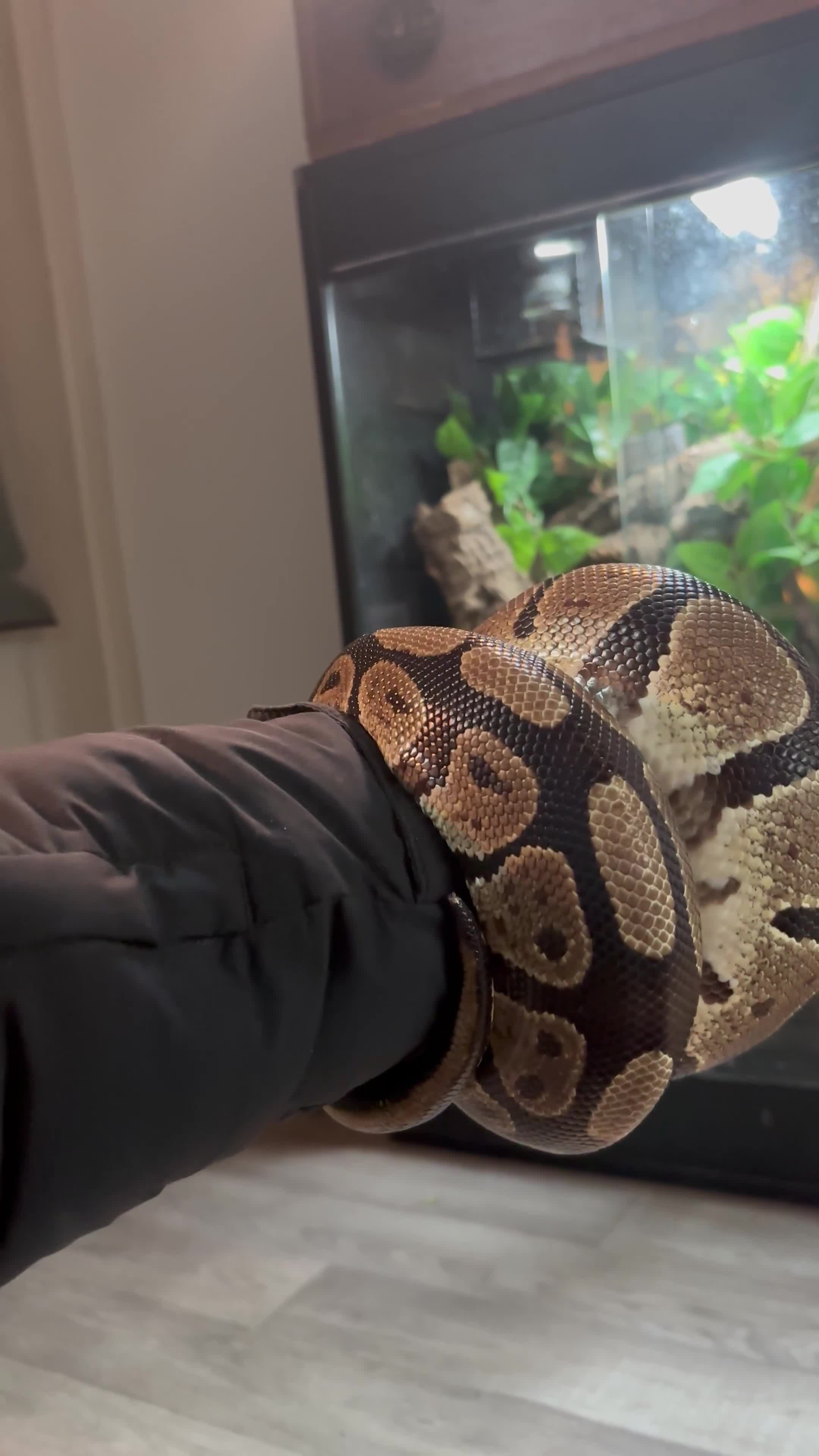 Snake reptiles for sale: Normal morph ball python with or WITHOUT enclosure - Video 1