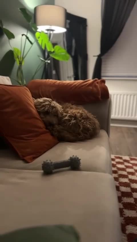 Cockapoo dogs for sale: 🐾 Beautiful F1 Tanned Cockapoo Puppy 🐾  - Video 3