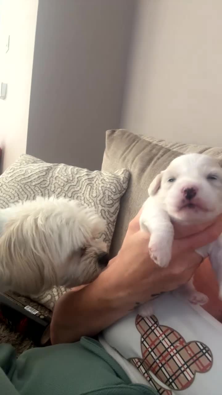 Mixed Breed dogs for sale: Maltese mix Bichon Frise - Video 2